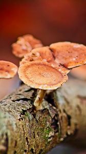 Preview wallpaper mushrooms, tree, bark, macro