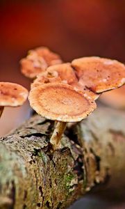 Preview wallpaper mushrooms, tree, bark, macro