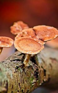 Preview wallpaper mushrooms, tree, bark, macro