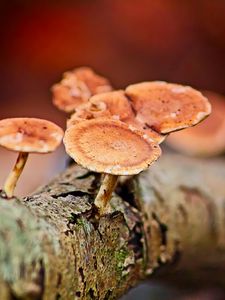 Preview wallpaper mushrooms, tree, bark, macro