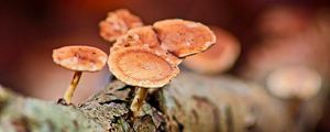 Preview wallpaper mushrooms, tree, bark, macro