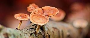 Preview wallpaper mushrooms, tree, bark, macro