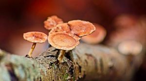 Preview wallpaper mushrooms, tree, bark, macro