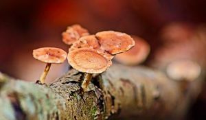 Preview wallpaper mushrooms, tree, bark, macro
