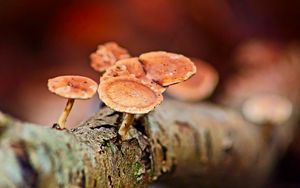 Preview wallpaper mushrooms, tree, bark, macro