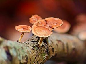 Preview wallpaper mushrooms, tree, bark, macro