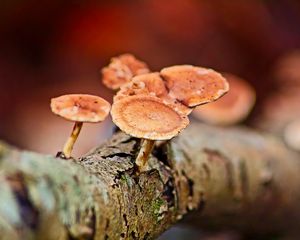 Preview wallpaper mushrooms, tree, bark, macro