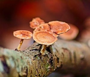 Preview wallpaper mushrooms, tree, bark, macro