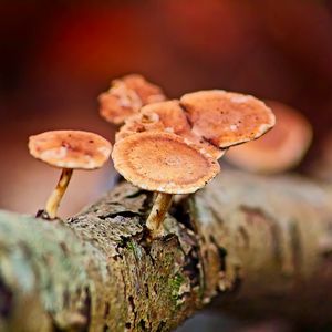 Preview wallpaper mushrooms, tree, bark, macro