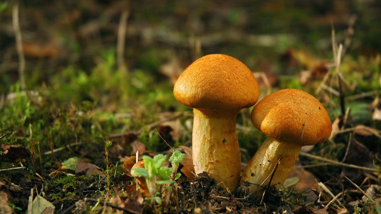 Wallpaper mushrooms, white, pair, moss, grass, earth
