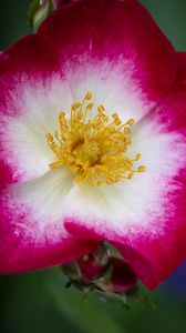 Preview wallpaper musky rose, rose, flower, petals, pink, macro