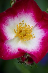 Preview wallpaper musky rose, rose, flower, petals, pink, macro
