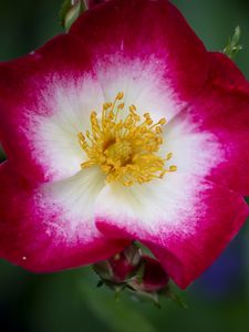 Preview wallpaper musky rose, rose, flower, petals, pink, macro