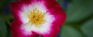 Preview wallpaper musky rose, rose, flower, petals, pink, macro