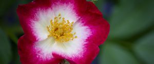 Preview wallpaper musky rose, rose, flower, petals, pink, macro
