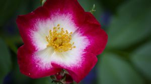 Preview wallpaper musky rose, rose, flower, petals, pink, macro