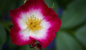 Preview wallpaper musky rose, rose, flower, petals, pink, macro