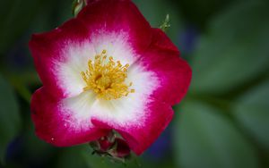 Preview wallpaper musky rose, rose, flower, petals, pink, macro