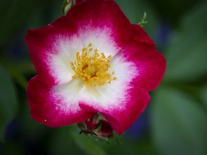 Preview wallpaper musky rose, rose, flower, petals, pink, macro