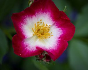 Preview wallpaper musky rose, rose, flower, petals, pink, macro
