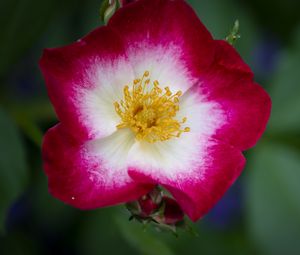 Preview wallpaper musky rose, rose, flower, petals, pink, macro