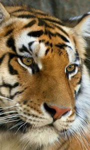 Preview wallpaper mustache, face, tiger, eyes, predator