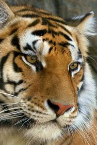 Preview wallpaper mustache, face, tiger, eyes, predator