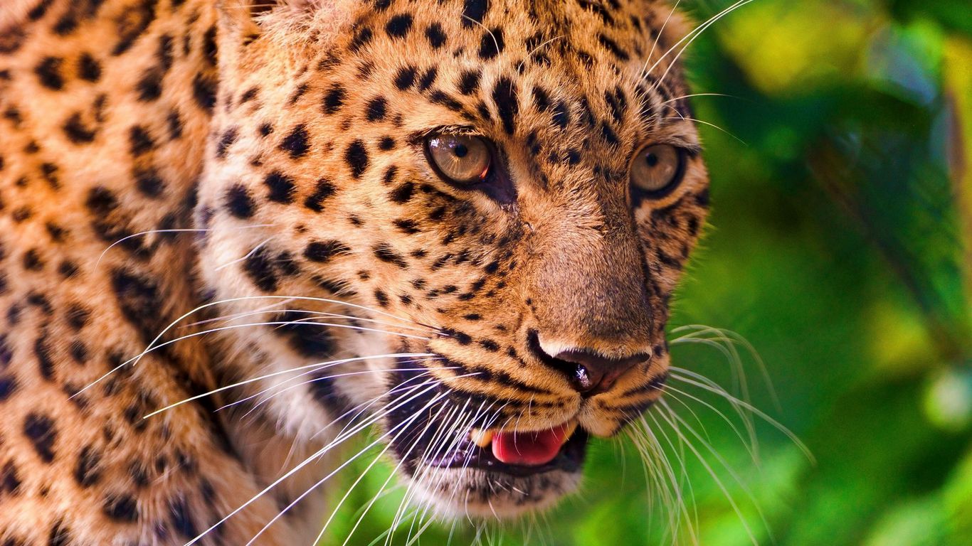 Download wallpaper 1366x768 mustache, tongue, face, leopard, nose ...