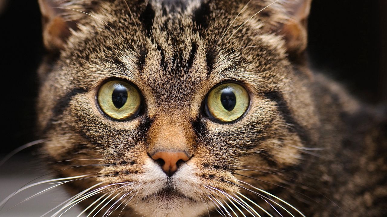 Wallpaper muzzle, cat, whiskers, eyes
