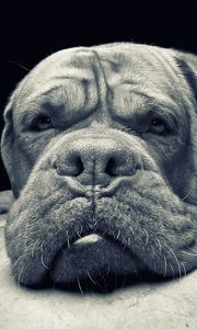 Preview wallpaper muzzle, dog, anger, aggression, black and white