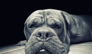 Preview wallpaper muzzle, dog, anger, aggression, black and white