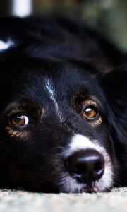Preview wallpaper muzzle, dog, eyes, sadness, anticipation
