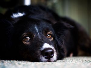 Preview wallpaper muzzle, dog, eyes, sadness, anticipation