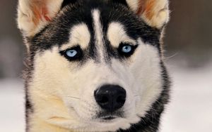 Preview wallpaper muzzle, dog, husky, blue-eyed