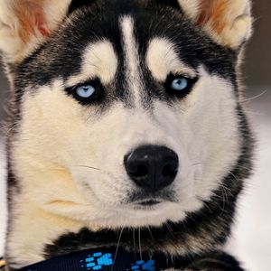 Preview wallpaper muzzle, dog, husky, blue-eyed