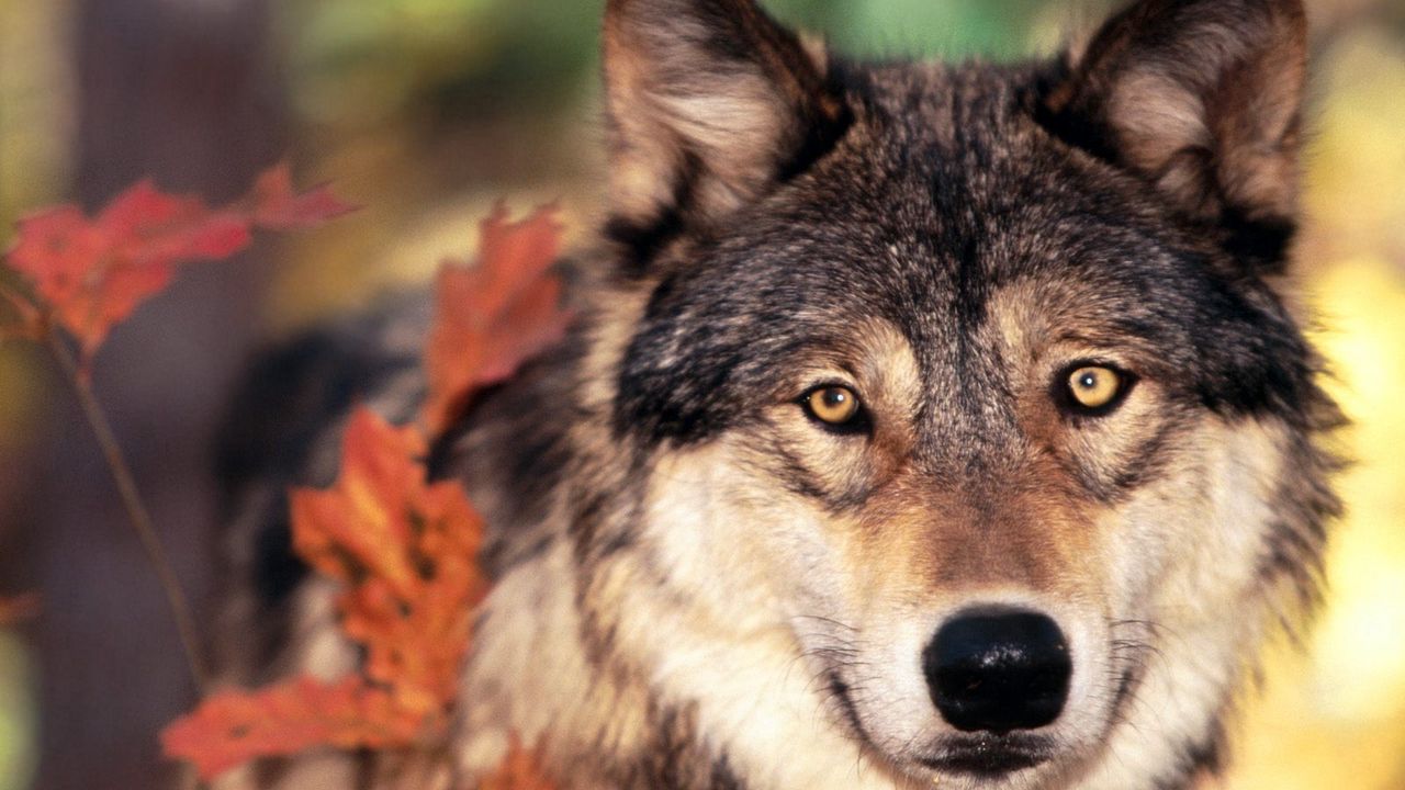 Wallpaper muzzle, nose, wolf, look