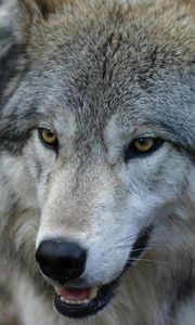 Preview wallpaper muzzle, predator, wolf, look