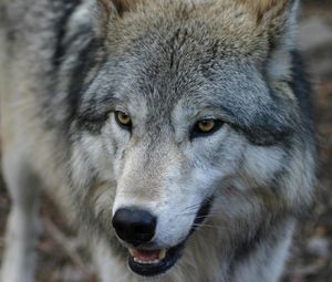 Preview wallpaper muzzle, predator, wolf, look