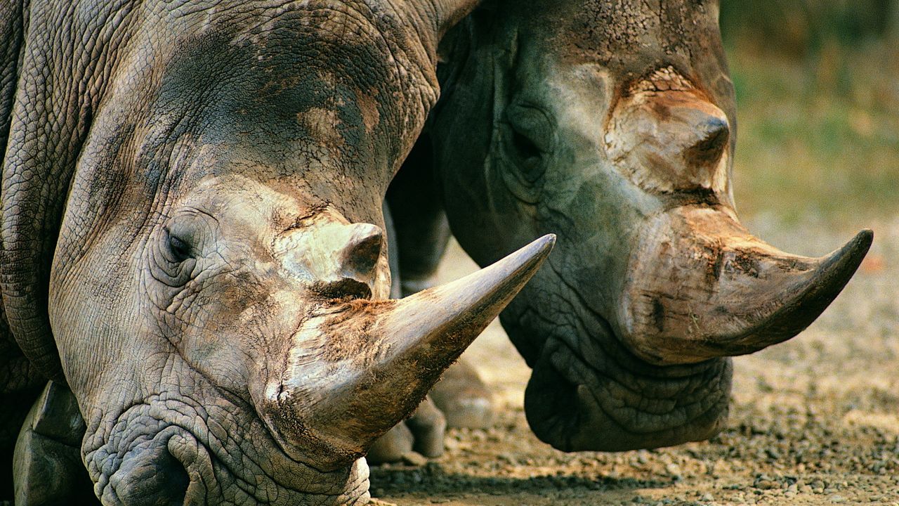 Wallpaper muzzle, rhinoceros, horn, meal