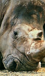 Preview wallpaper muzzle, rhinoceros, horn, meal
