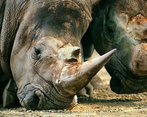 Preview wallpaper muzzle, rhinoceros, horn, meal