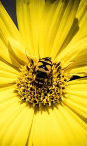 Preview wallpaper myathropa, bee, flower, macro, yellow