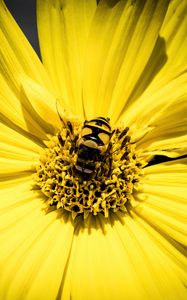 Preview wallpaper myathropa, bee, flower, macro, yellow