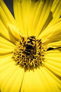 Preview wallpaper myathropa, bee, flower, macro, yellow