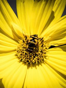 Preview wallpaper myathropa, bee, flower, macro, yellow