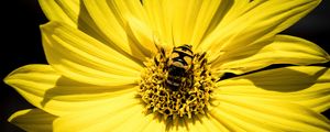 Preview wallpaper myathropa, bee, flower, macro, yellow