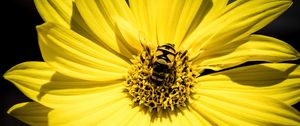 Preview wallpaper myathropa, bee, flower, macro, yellow