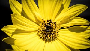 Preview wallpaper myathropa, bee, flower, macro, yellow