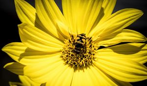 Preview wallpaper myathropa, bee, flower, macro, yellow