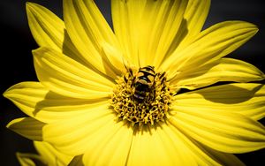 Preview wallpaper myathropa, bee, flower, macro, yellow